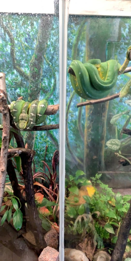 July 2019 - Emerald tree boa and Green tree python