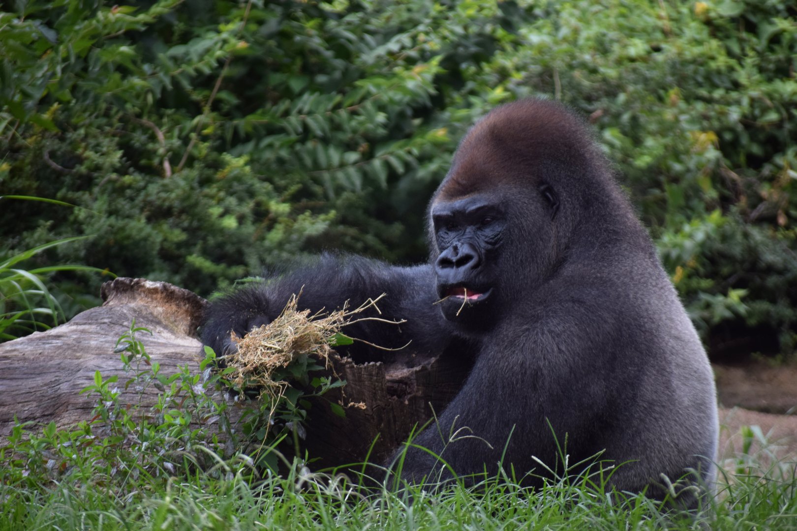 [July 2019] Fragile Forest- western lowland gorilla (Gorilla gorilla gorilla)