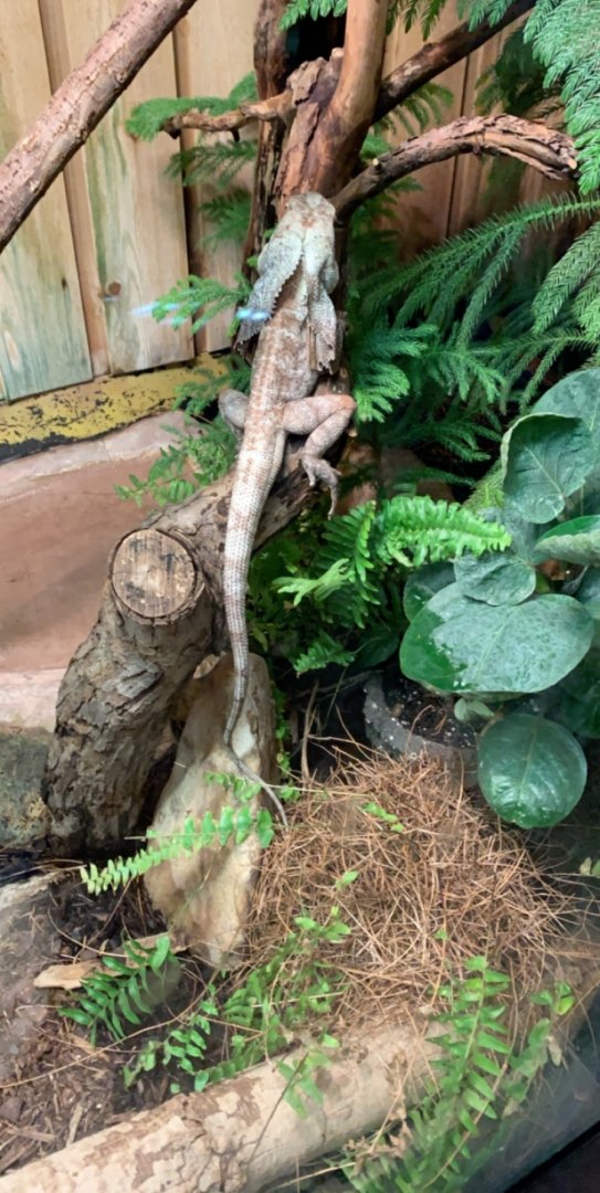 July 2019 - Frill-necked lizard