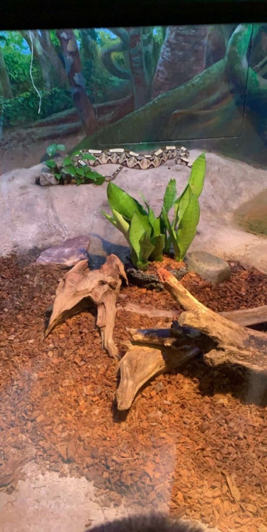 July 2019 - Gaboon viper