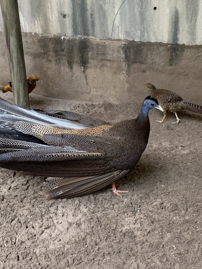 July 2019 - Great argus pheasant and Golden pheasant