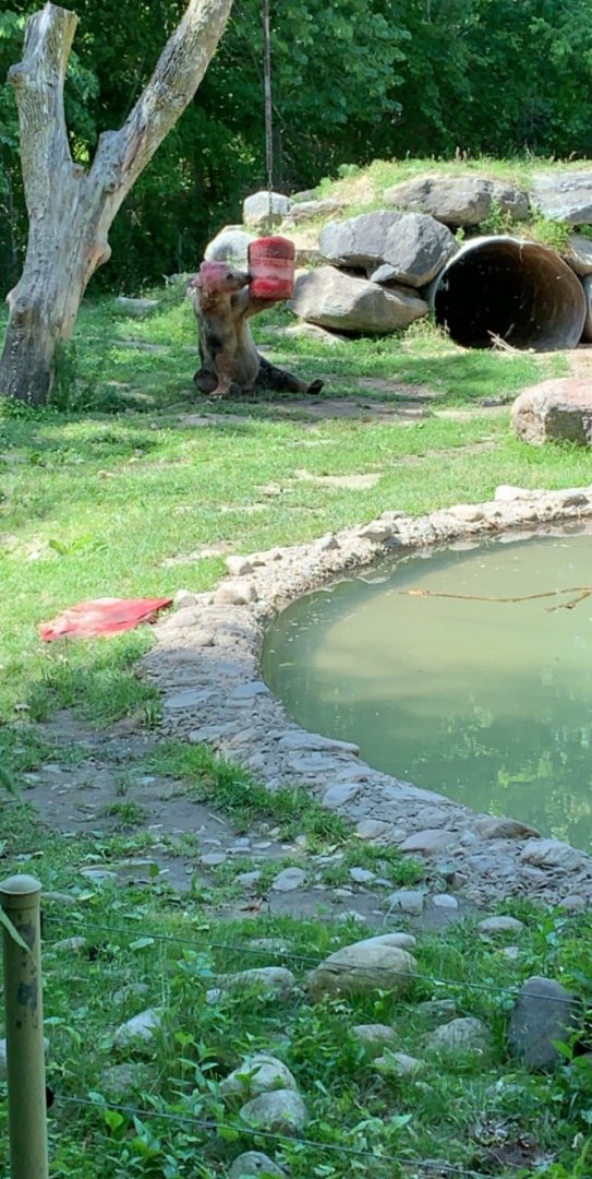 July 2019 - Grizzly bear