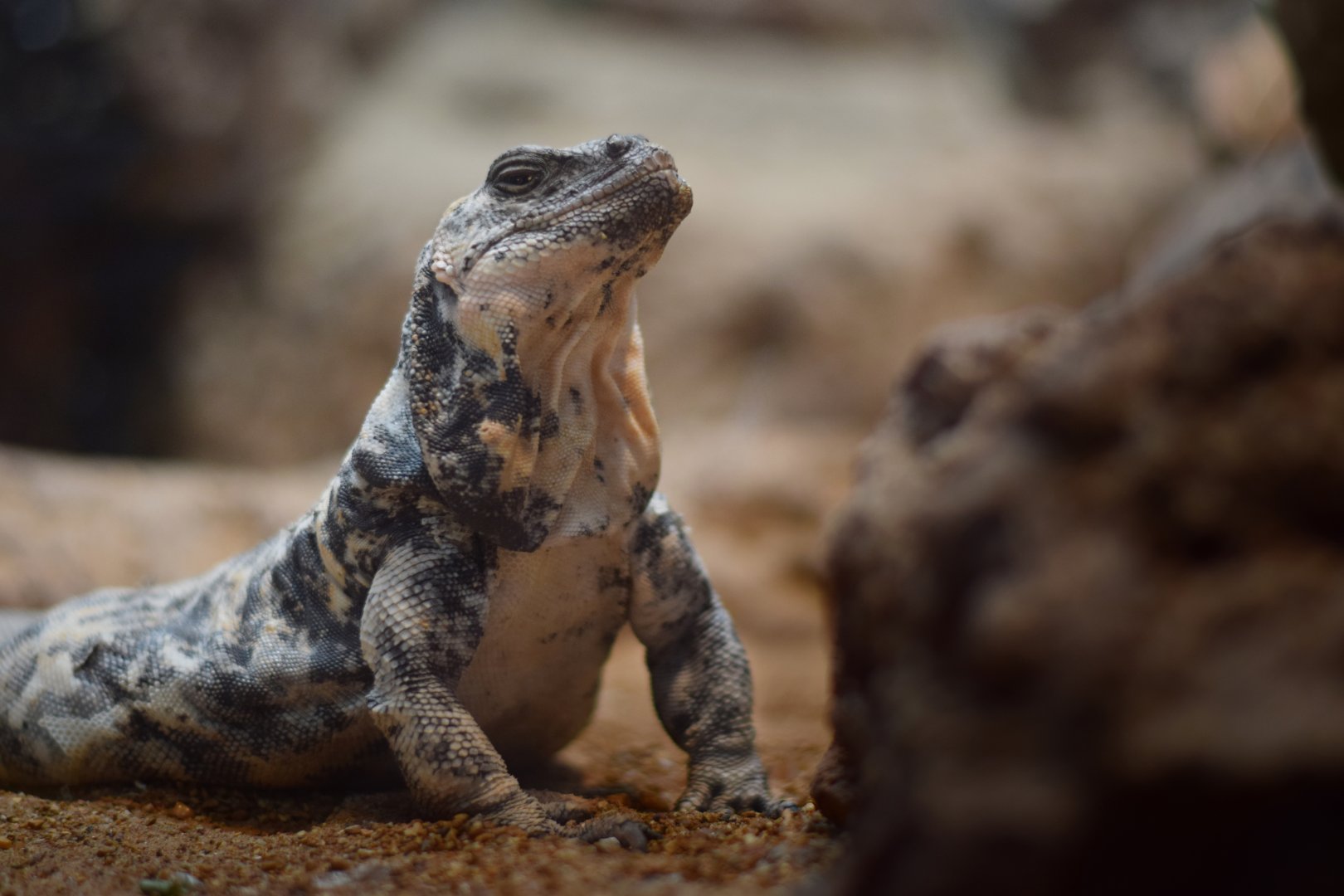 [July 2019] Herpetarium- San Esteban chuckwalla (Sauromalus varius)