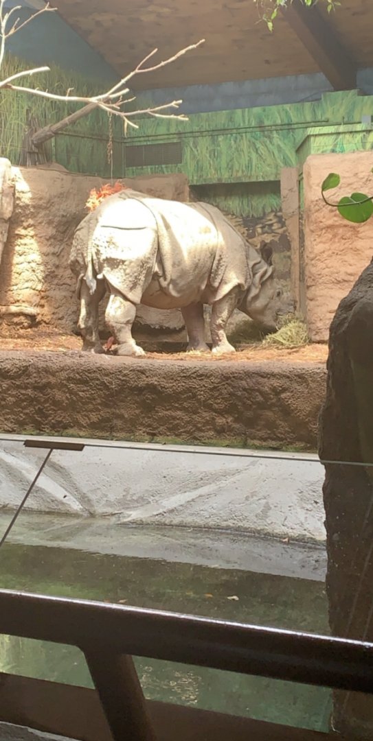 July 2019 - Indian rhinoceros