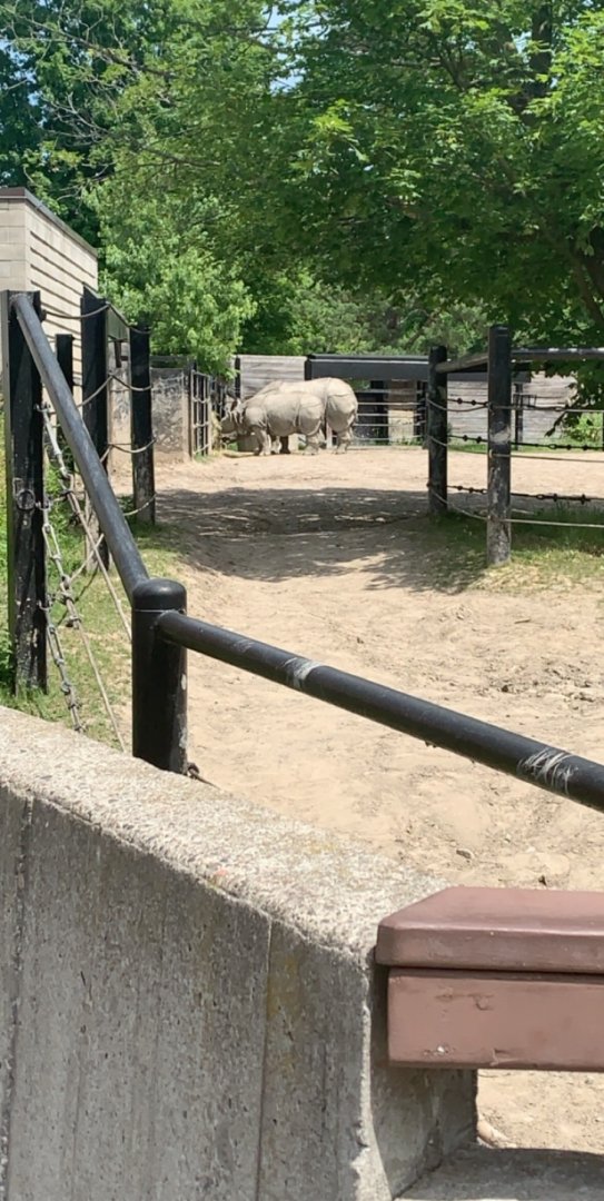 July 2019 - Indian rhinoceros