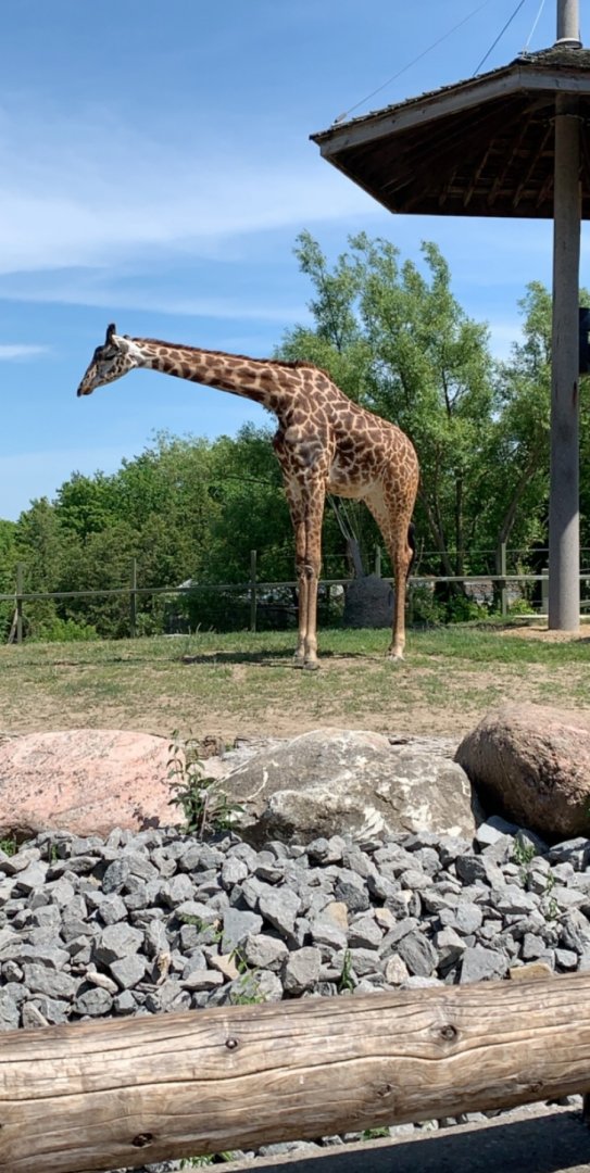 July 2019 - Masai giraffe