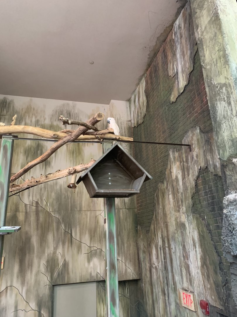 July 2019 - Moluccan cockatoo