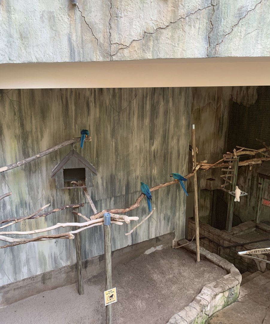 July 2019 - Overview of Blue-and-yellow macaw and Moluccan cockatoo area in Main Aviary.