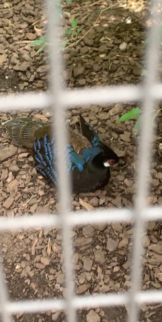July 2019 - Palawan peacock-pheasant