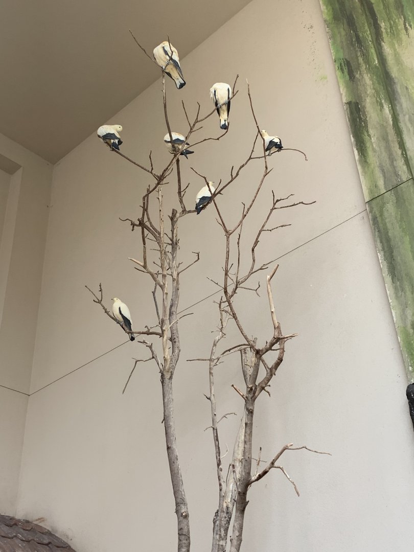 July 2019 - Pied imperial pigeon