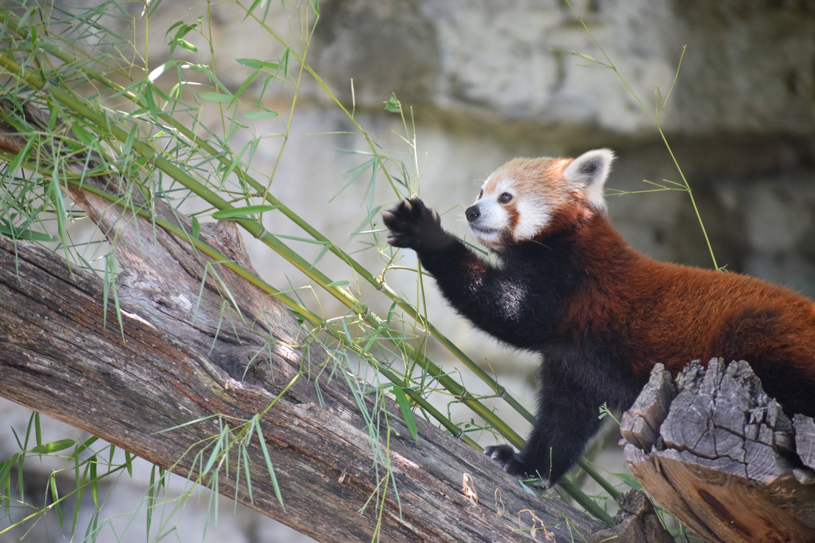 [July 2019] Red panda ( Ailurus fulgens) reaching for bamboo