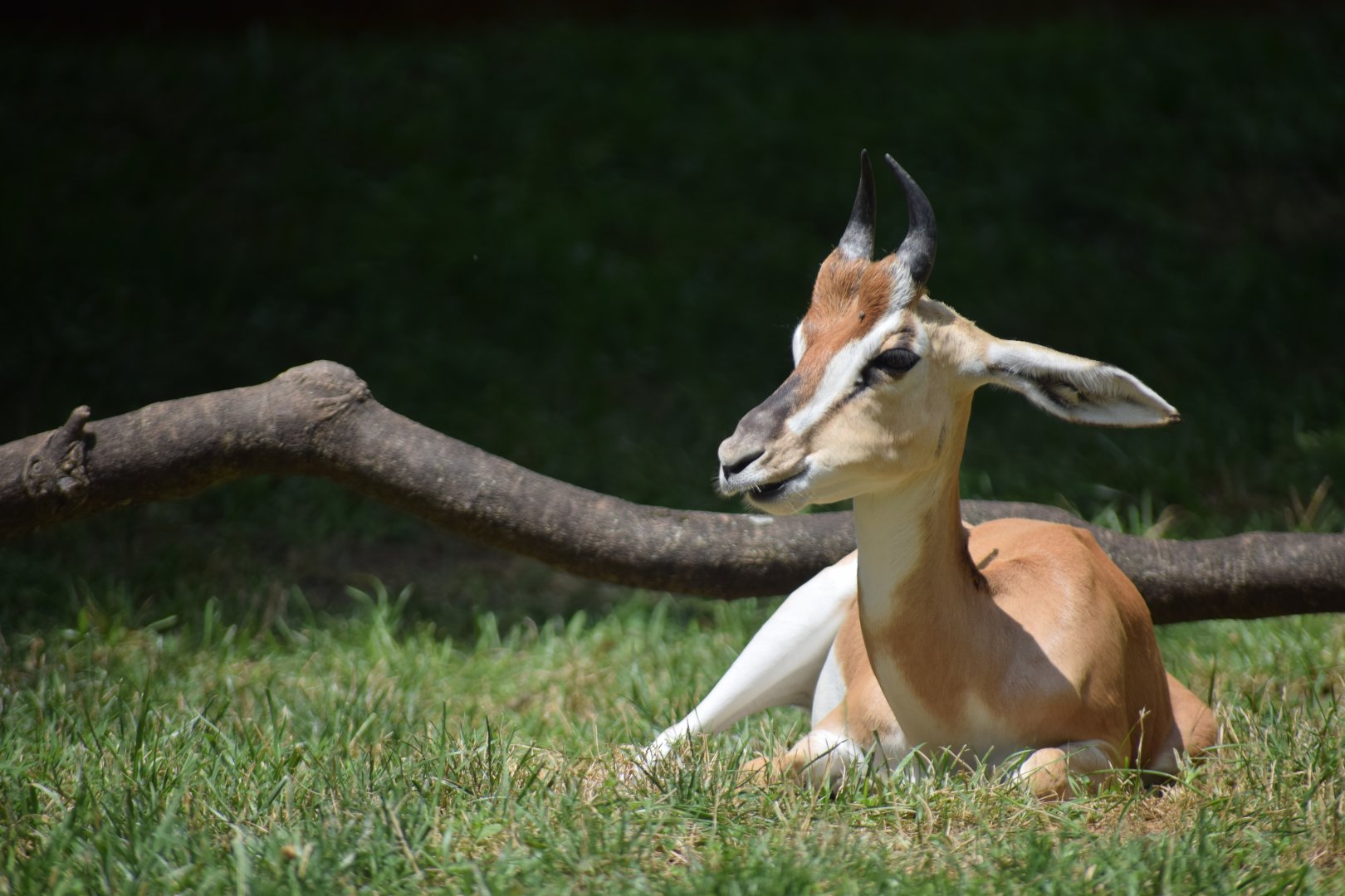 [July 2019] Red Rocks- Soemmerring's gazelle (Nanger soemmerringii) chewing