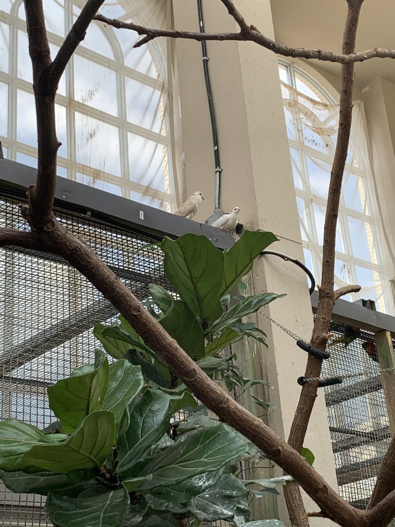 July 2019 - Ringneck doves near Lorikeet encounter area