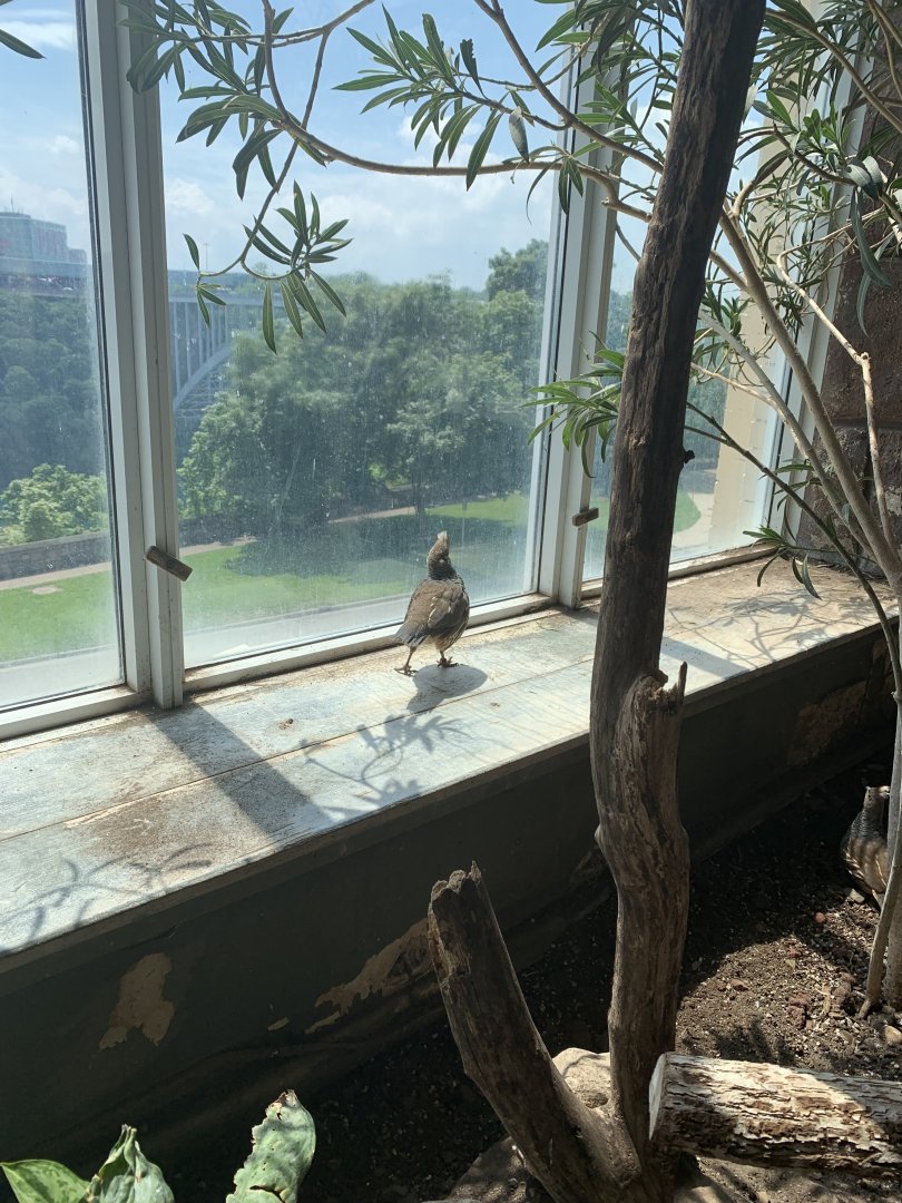 July 2019 - Scaled quail