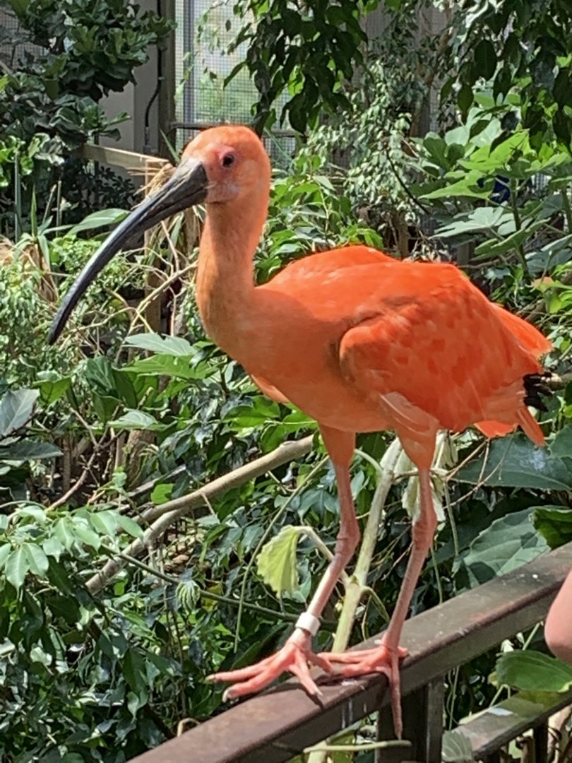 July 2019 - Scarlet ibis