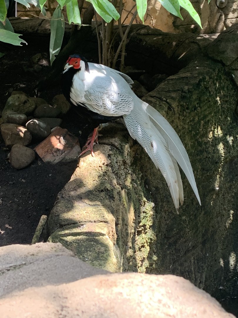 July 2019 - Silver pheasant