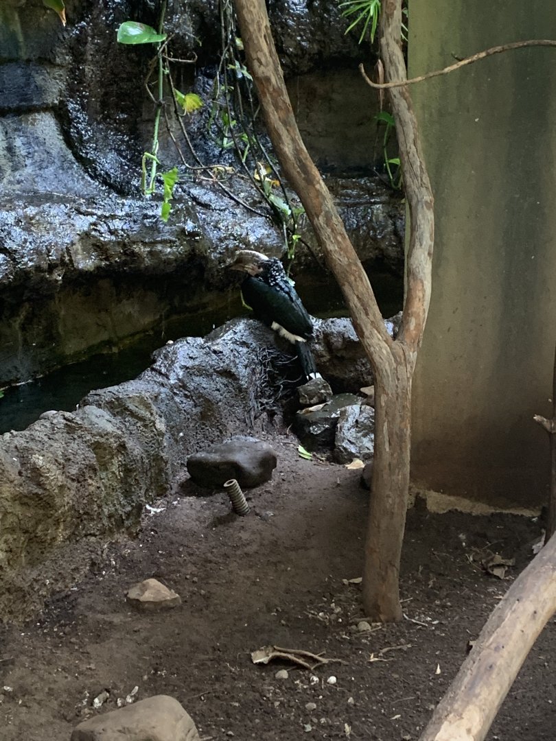 July 2019 - Silvery-cheeked hornbill