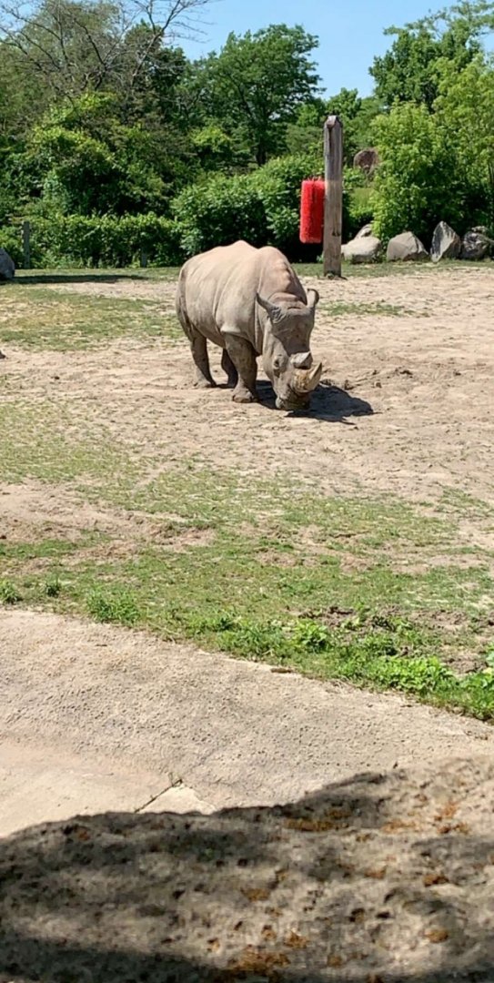 July 2019 - Southern white rhinoceros