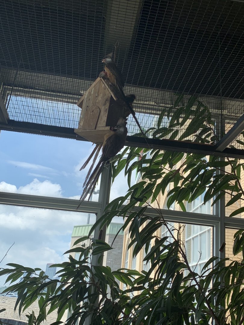 July 2019 - Speckled mousebird