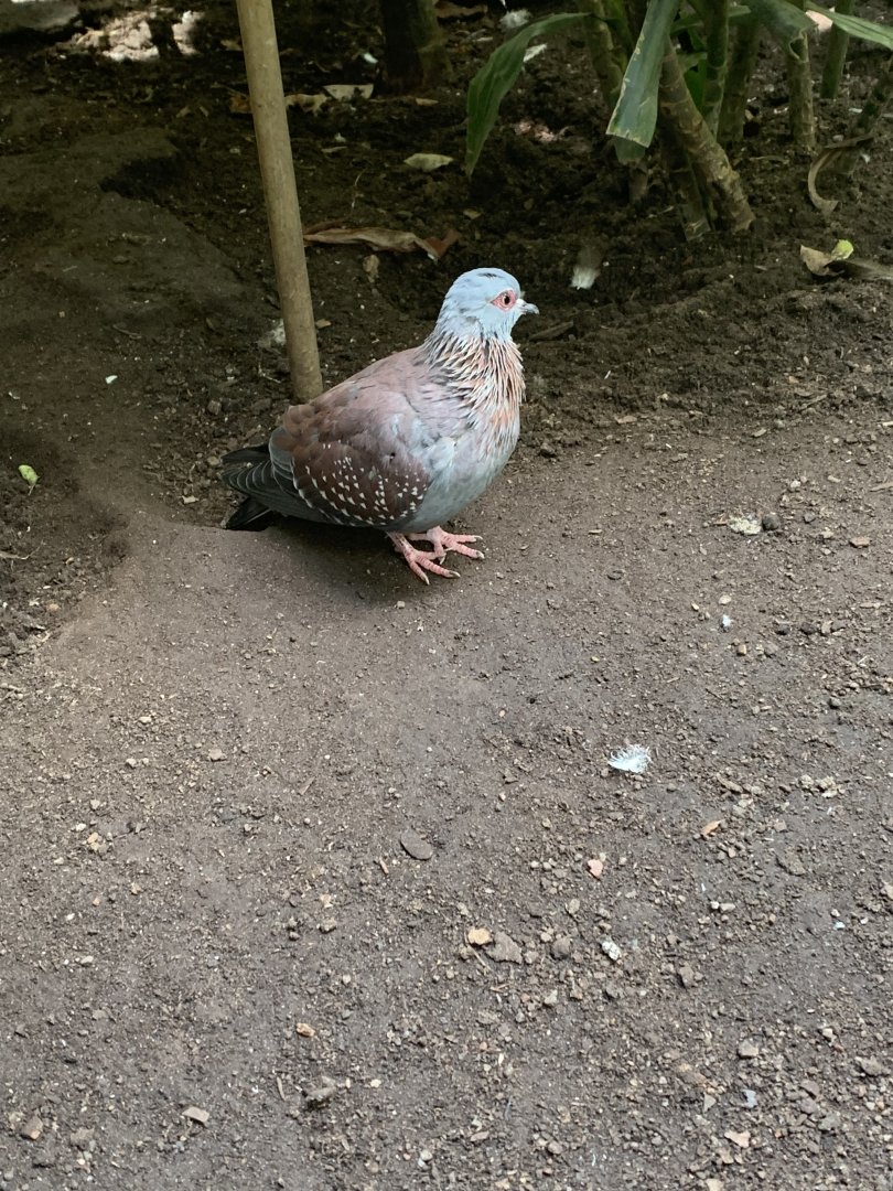 July 2019 - Speckled pigeon