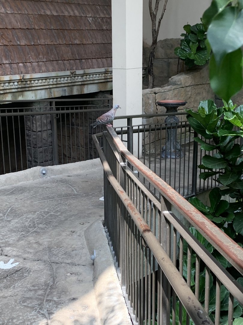 July 2019 - Speckled pigeon