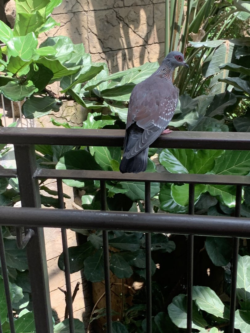 July 2019 - Speckled pigeon