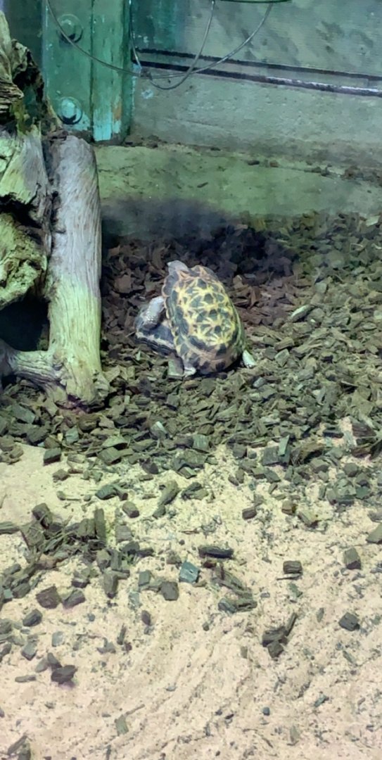July 2019 - Spider tortoise