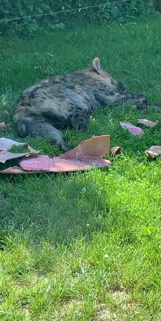 July 2019 - Spotted hyena