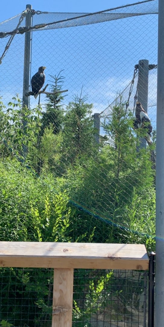 July 2019 - Steller’s sea eagle