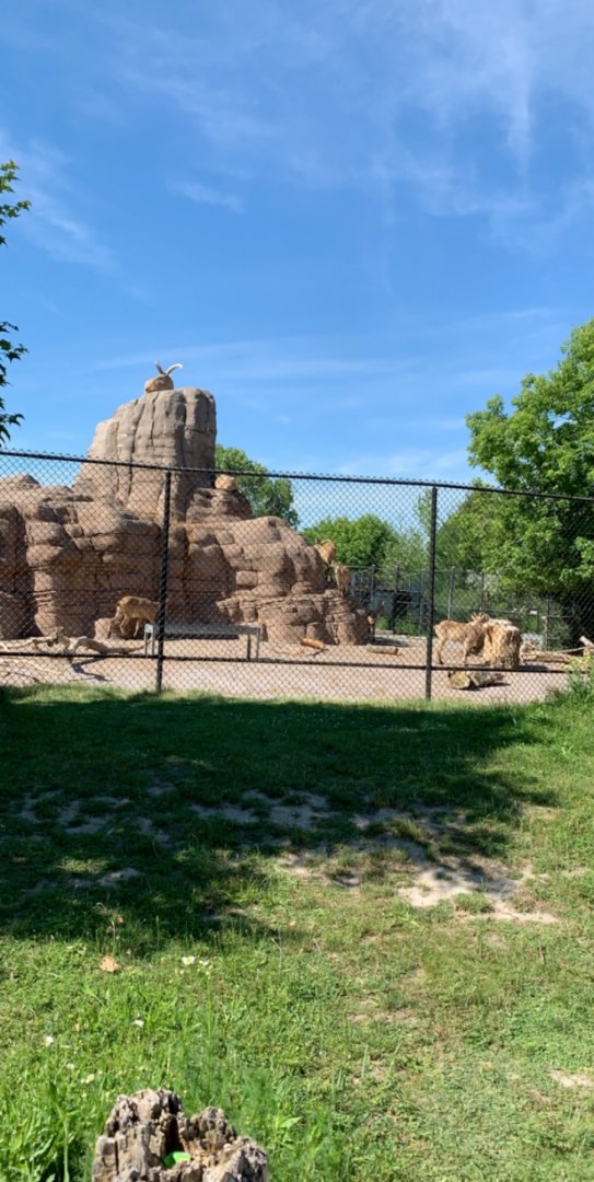 July 2019 - West Caucasian tur