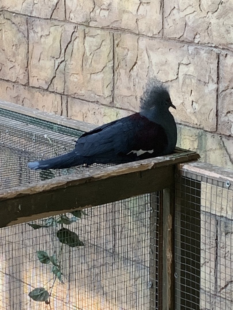 July 2019 - Western crowned pigeon