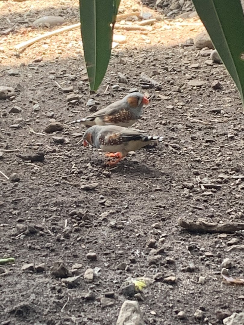 July 2019 - Zebra finch