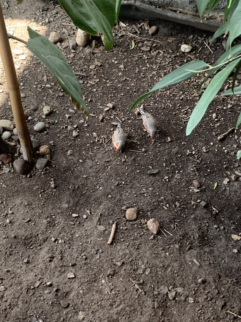 July 2019 - Zebra finch