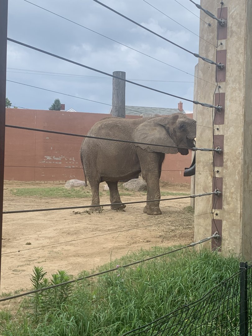 July 2020- African bush elephant