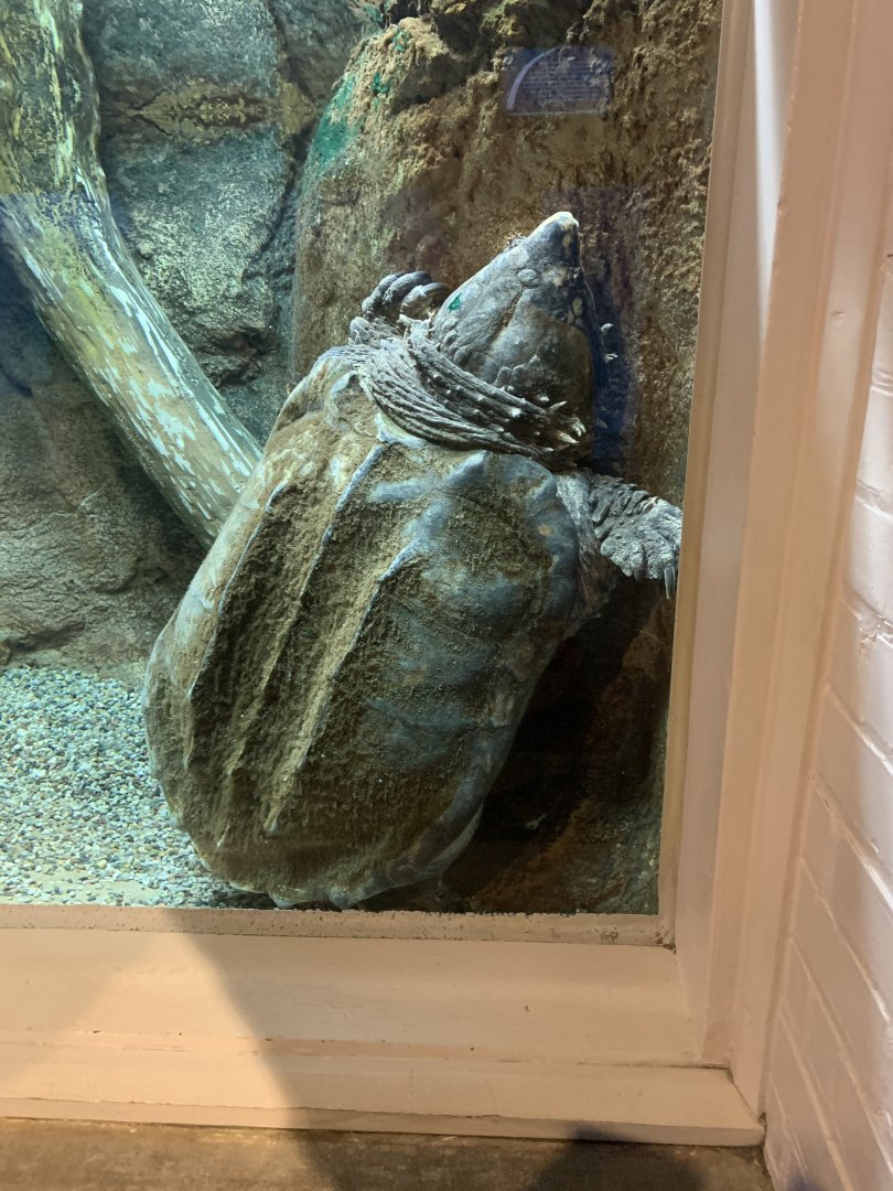 July 2020- Alligator snapping turtle