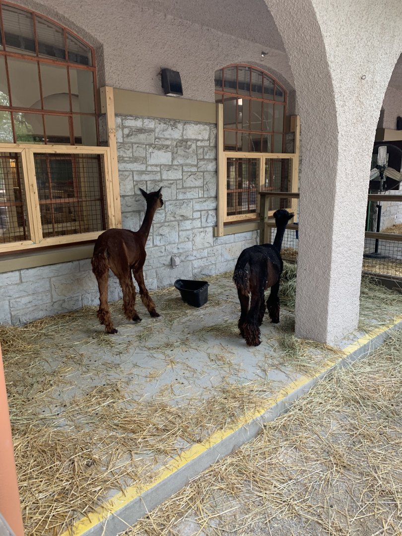July 2020- Alpacas