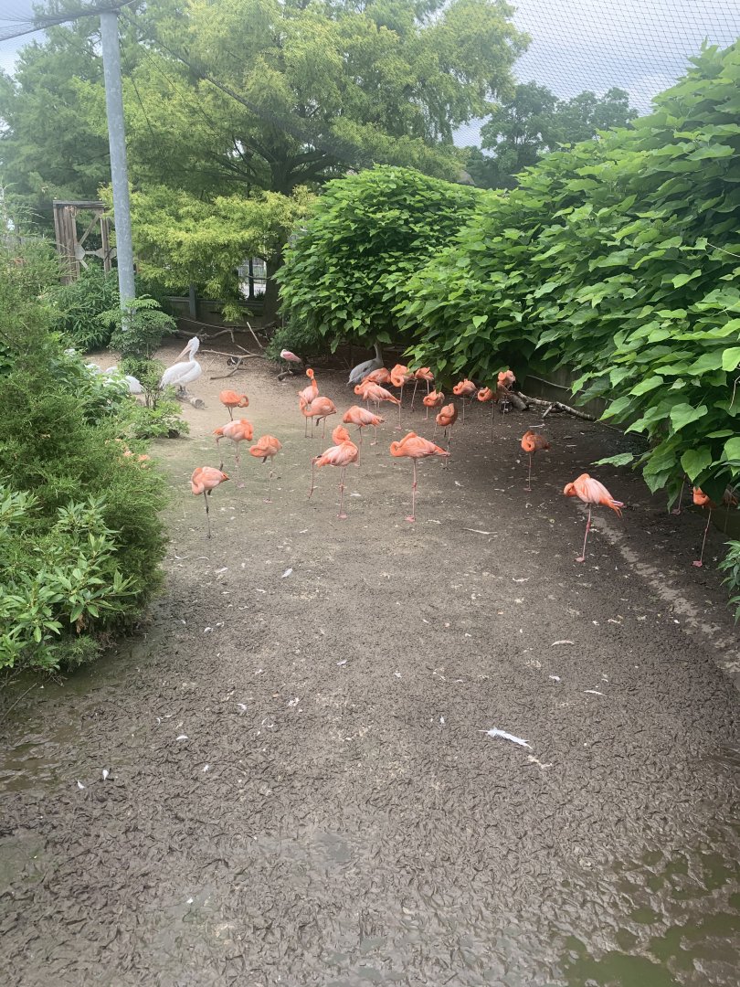 July 2020- American flamingos and Dalmatian pelicans