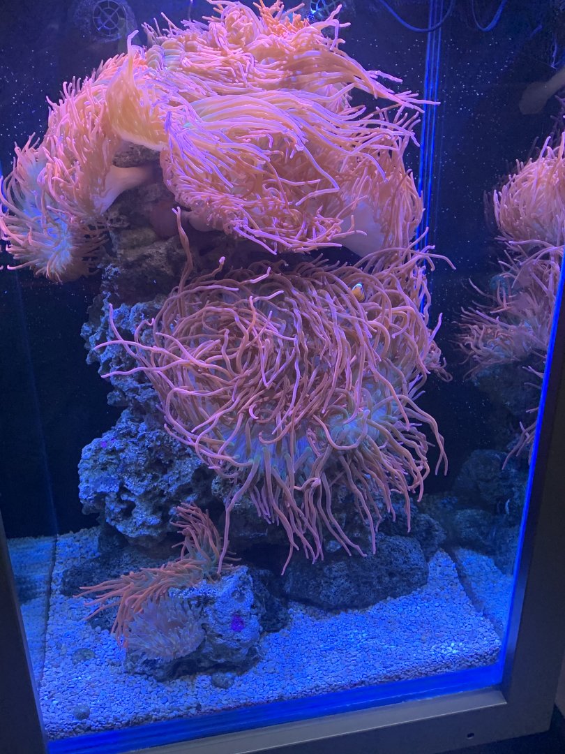 July 2020- Anemone tank