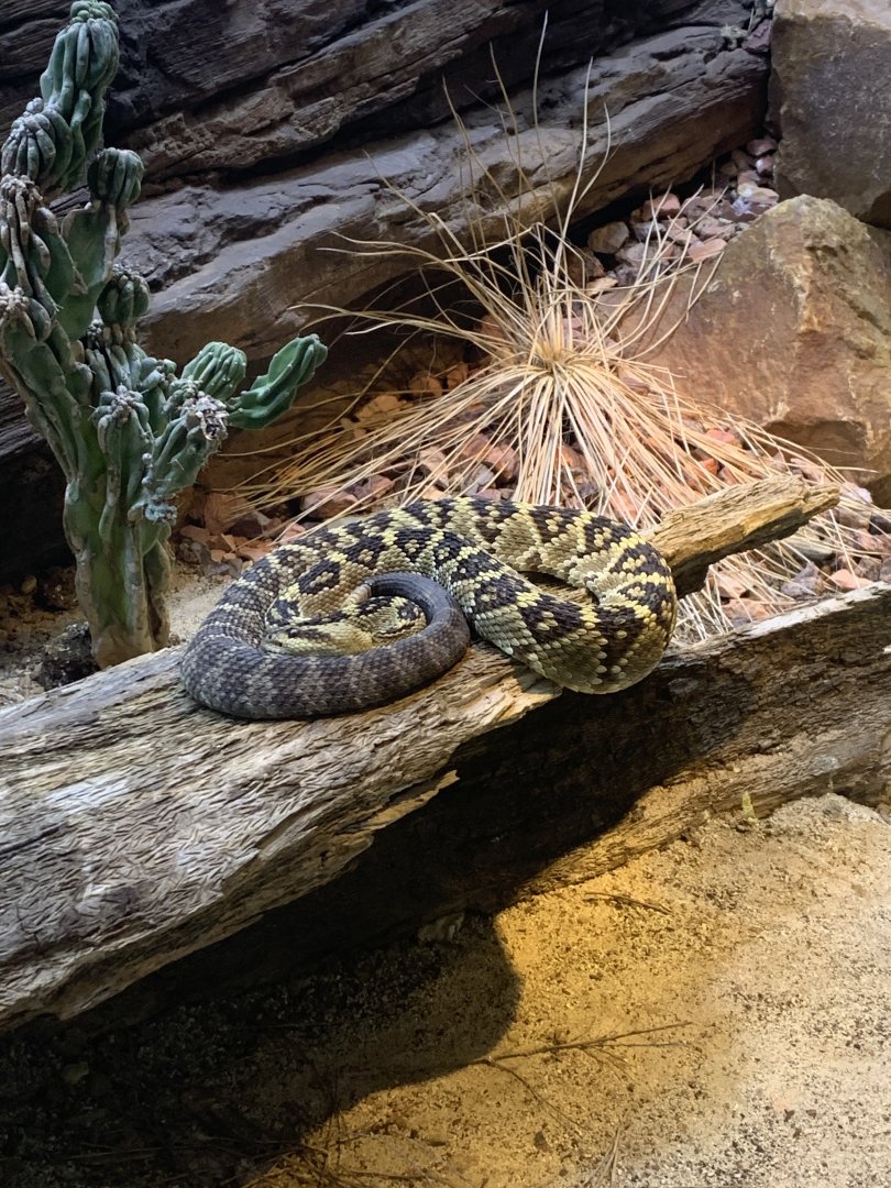 July 2020- Black-tailed rattlesnake