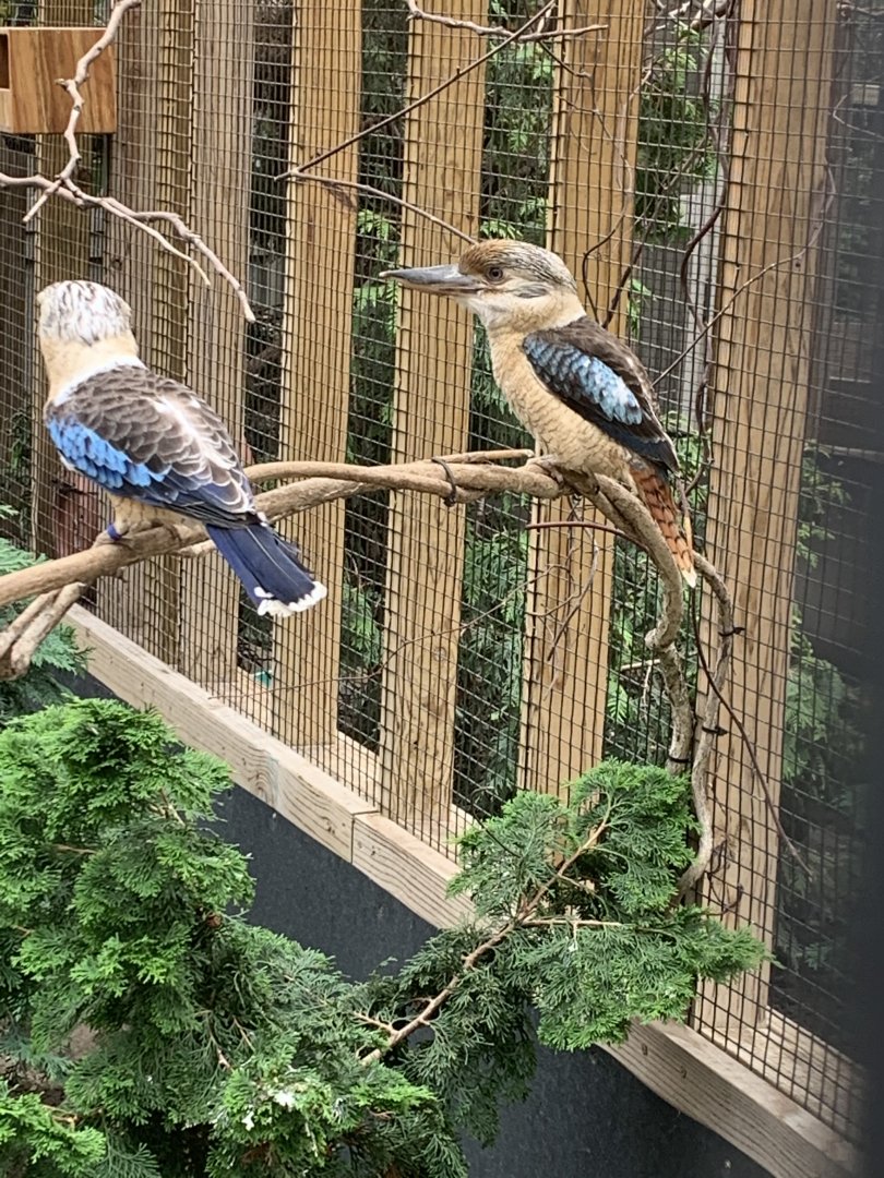 July 2020- Blue-winged kookaburra