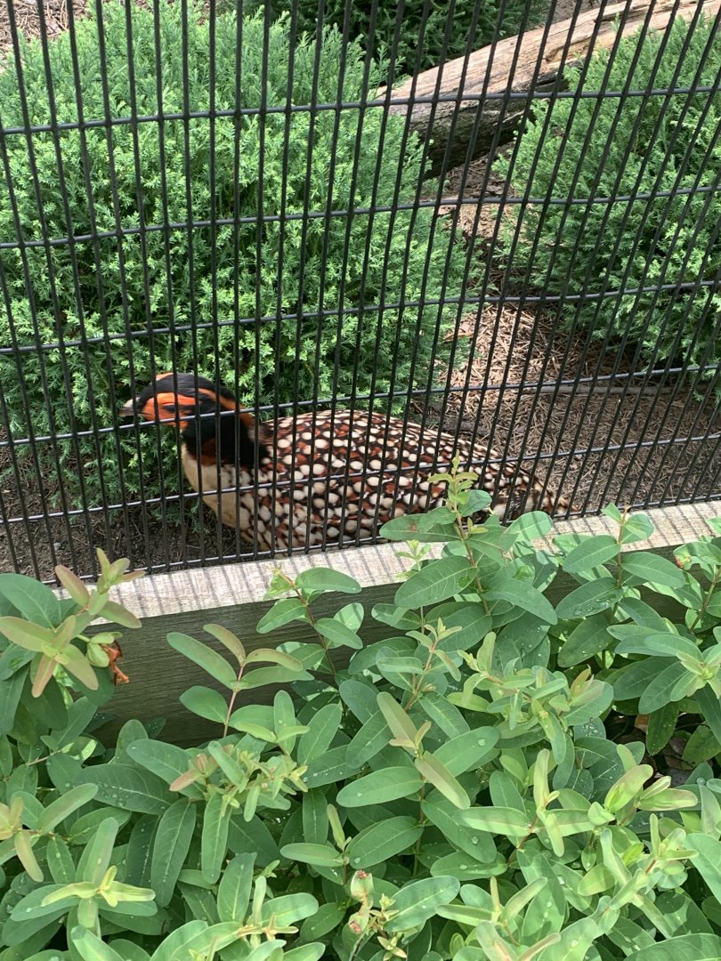 July 2020- Cabot’s tragopan
