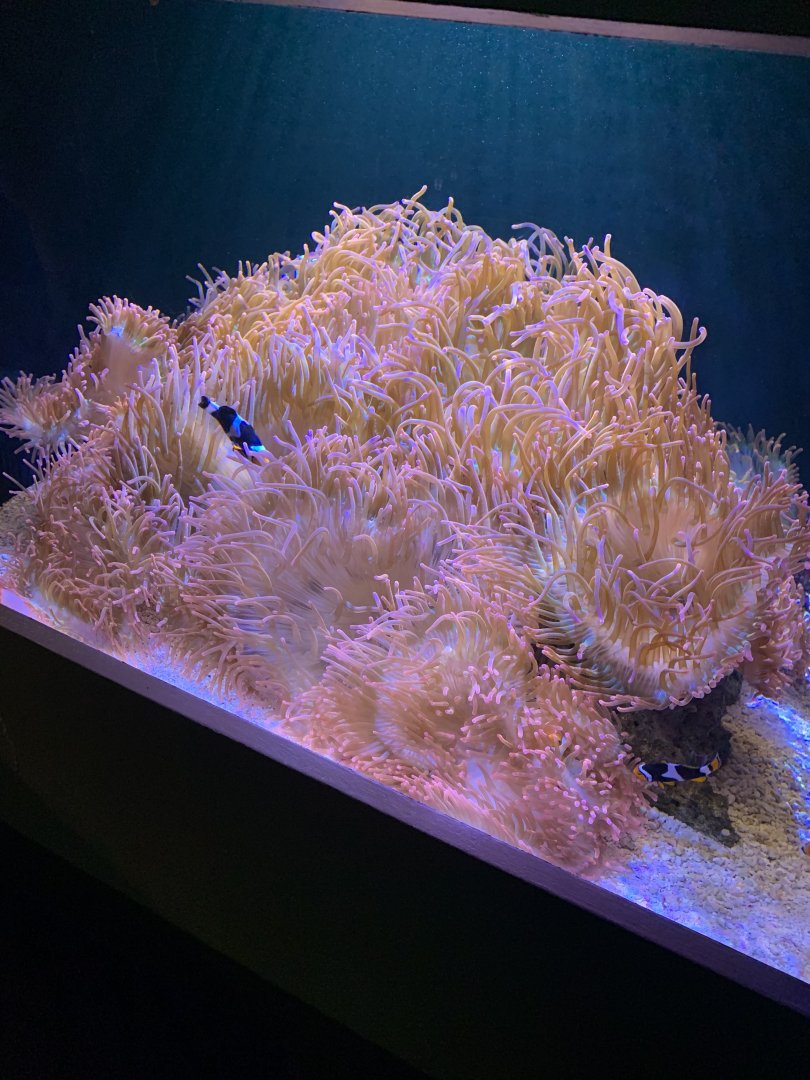 July 2020- Clownfish and anemones