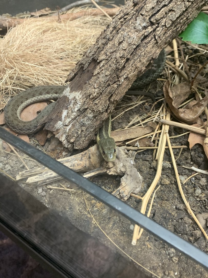 July 2020- Common garter snake