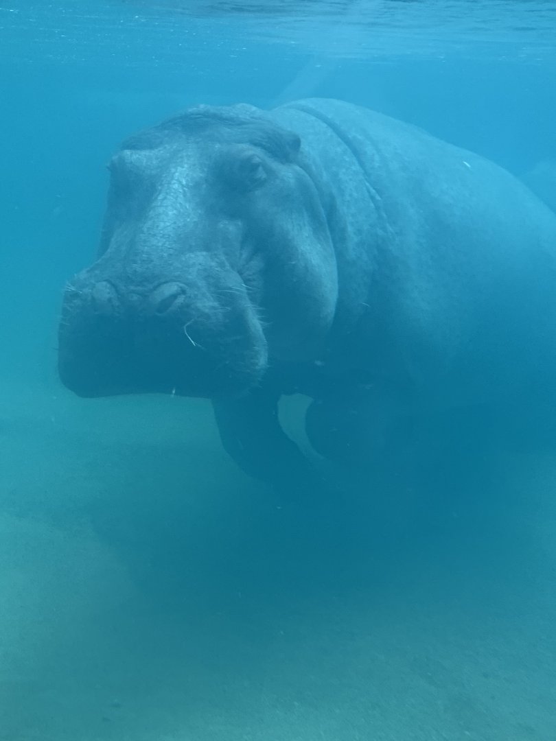 July 2020- Common hippopotamus