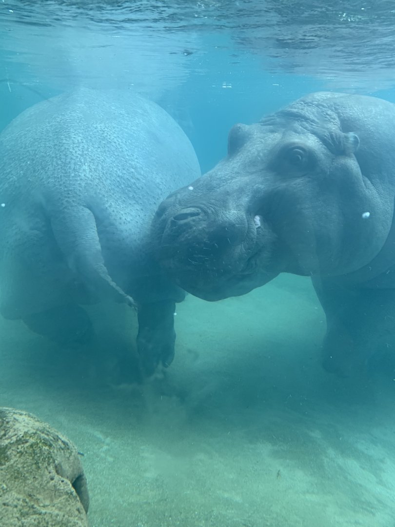 July 2020- Common hippopotamus