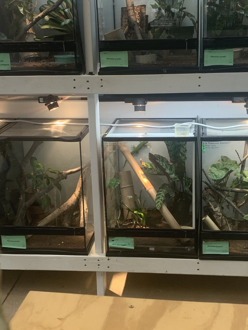 July 2020- Day gecko breeding setups