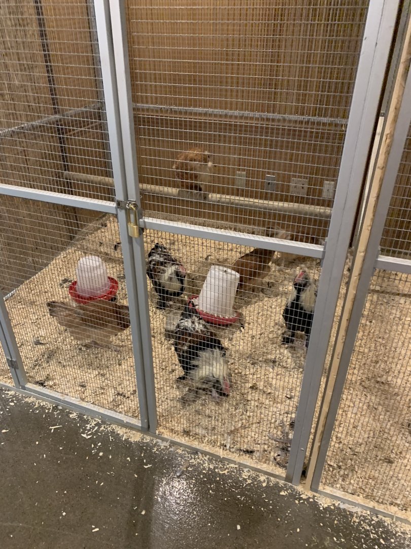 July 2020- Domestic chicken (Breed ID)