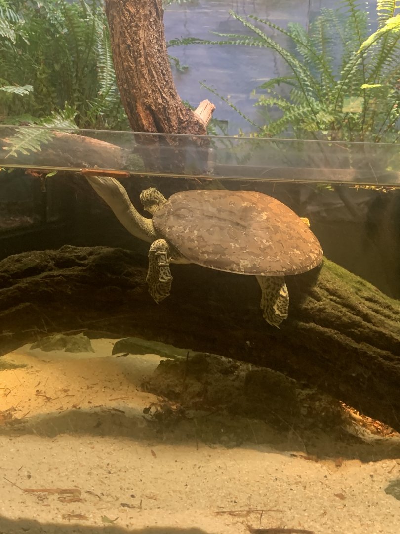 July 2020- Eastern softshell turtle