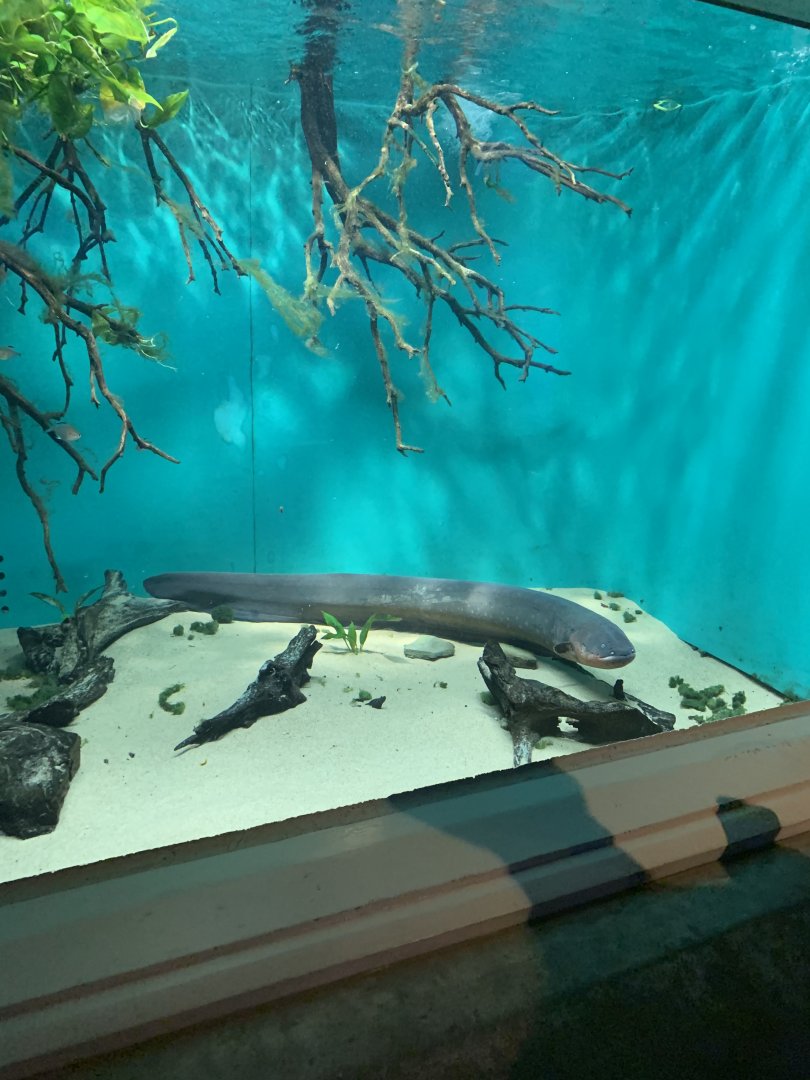 July 2020- Electric eel