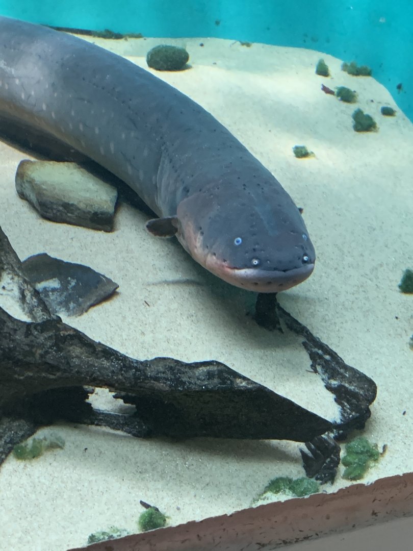 July 2020- Electric eel